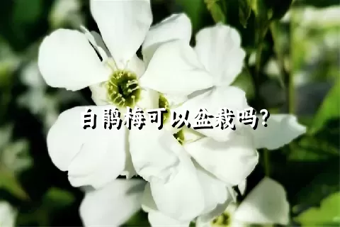 白鹃梅可以盆栽吗？