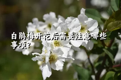 白鹃梅开花后需要注意哪些事项？