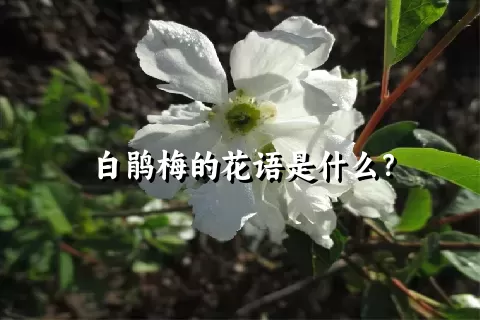 白鹃梅的花语是什么？