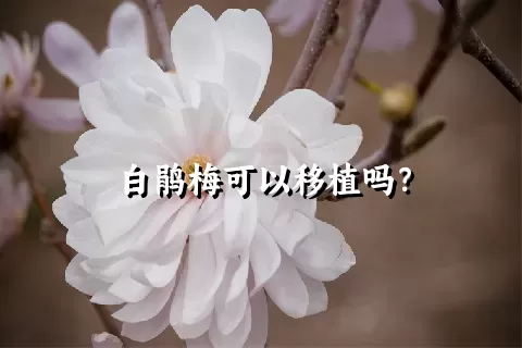 白鹃梅可以移植吗？