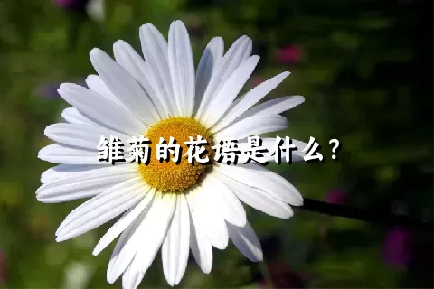 雏菊的花语是什么？