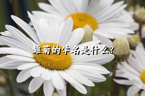 雏菊的学名是什么？