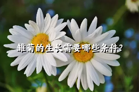 雏菊的生长需要哪些条件？