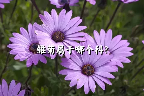 雏菊属于哪个科？