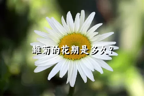 雏菊的花期是多久？