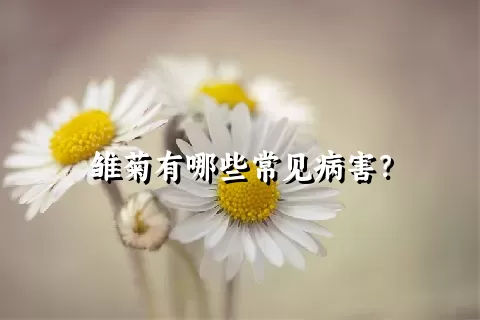 雏菊有哪些常见病害？