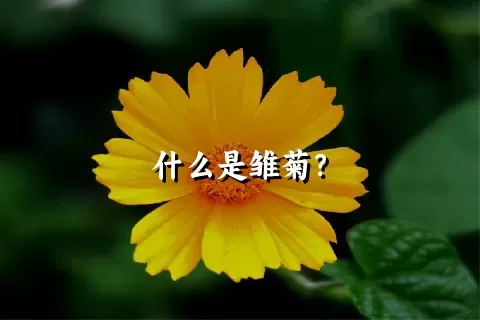 什么是雏菊？