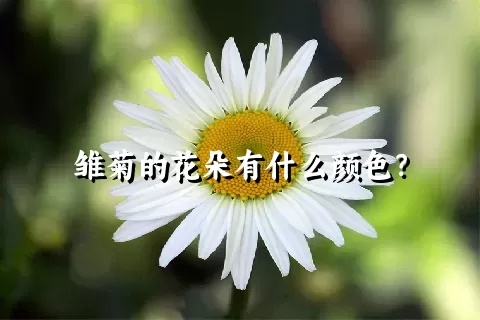 雏菊的花朵有什么颜色？