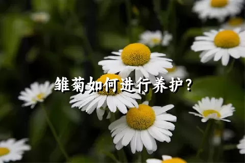 雏菊如何进行养护？