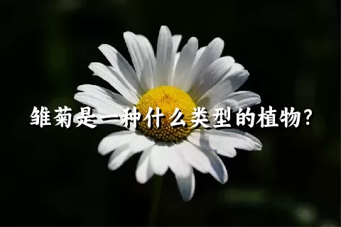 雏菊是一种什么类型的植物？