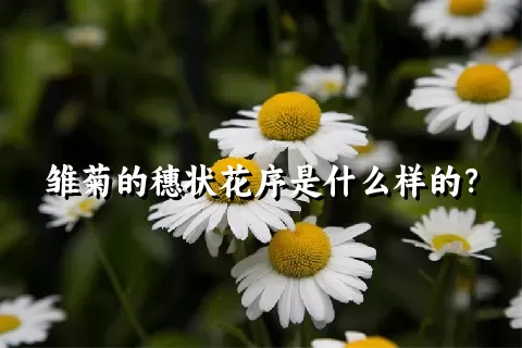 雏菊的穗状花序是什么样的？