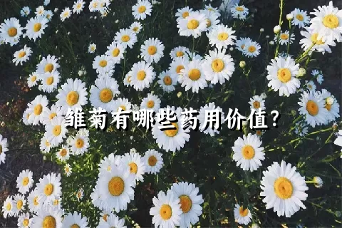 雏菊有哪些药用价值？