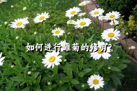 如何进行雏菊的修剪？