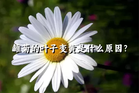 雏菊的叶子变黄是什么原因？