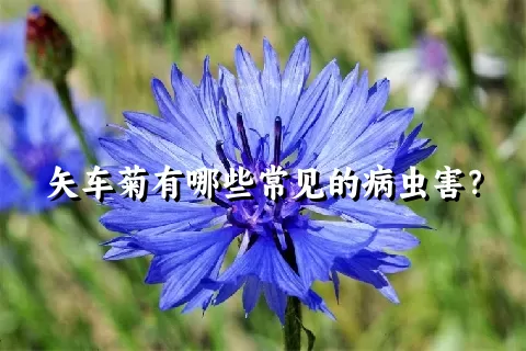 矢车菊有哪些常见的病虫害？