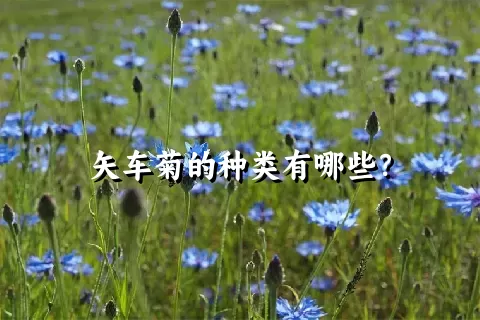 矢车菊的种类有哪些？