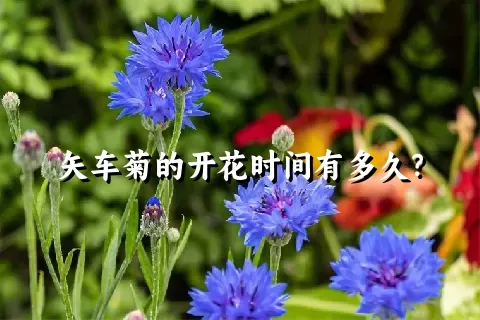 矢车菊的开花时间有多久？