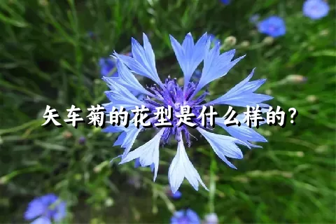 矢车菊的花型是什么样的？