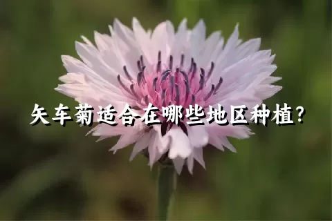 矢车菊适合在哪些地区种植？