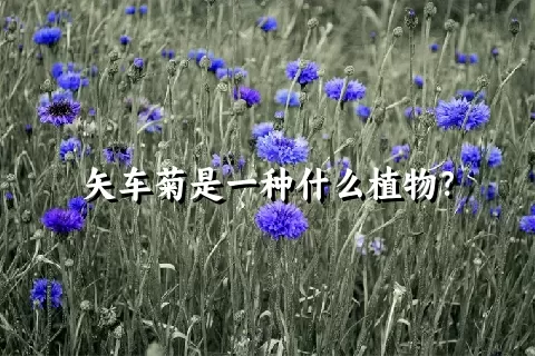 矢车菊是一种什么植物？