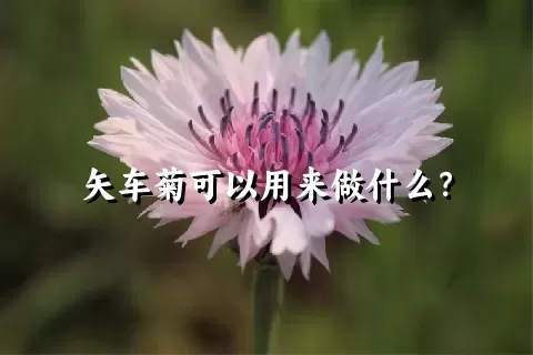 矢车菊可以用来做什么？