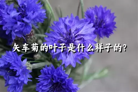 矢车菊的叶子是什么样子的？