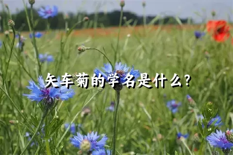 矢车菊的学名是什么？