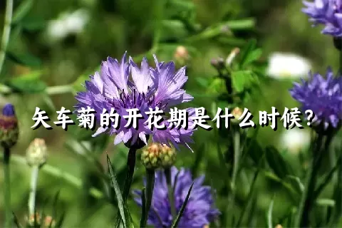 矢车菊的开花期是什么时候？