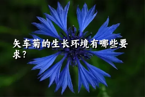 矢车菊的生长环境有哪些要求？