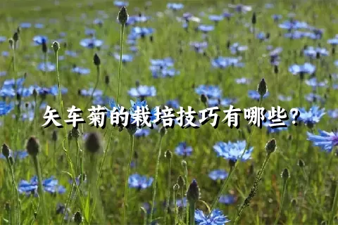 矢车菊的栽培技巧有哪些？