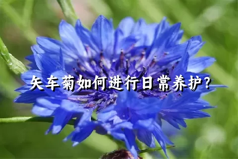 矢车菊如何进行日常养护？