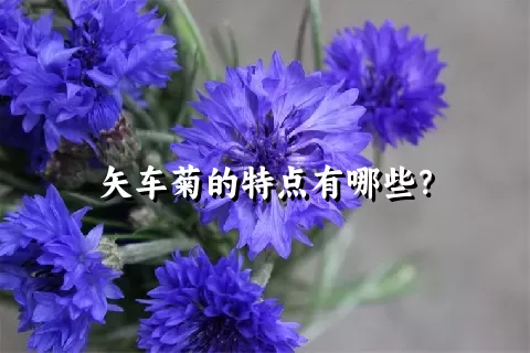 矢车菊的特点有哪些？