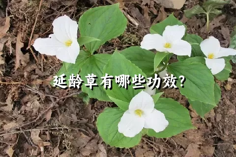 延龄草有哪些功效？