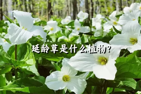 延龄草是什么植物？