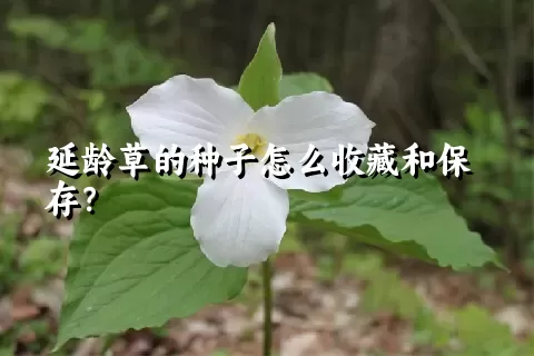 延龄草的种子怎么收藏和保存？