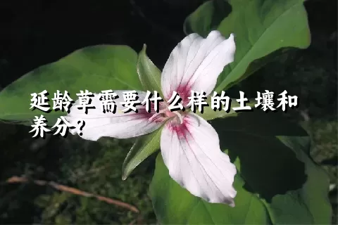 延龄草需要什么样的土壤和养分？