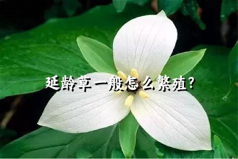 延龄草一般怎么繁殖？