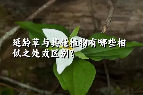 延龄草与其他植物有哪些相似之处或区别？