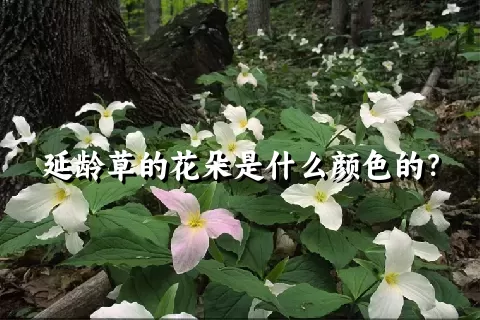 延龄草的花朵是什么颜色的？