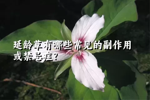 延龄草有哪些常见的副作用或禁忌症？