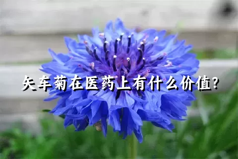 矢车菊在医药上有什么价值？