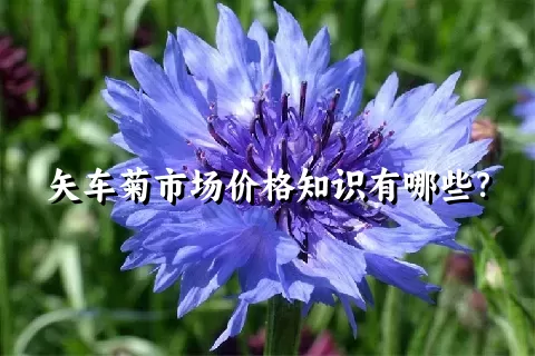 矢车菊市场价格知识有哪些？