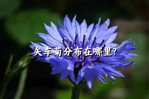 矢车菊分布在哪里?