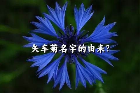 矢车菊名字的由来？