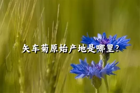 矢车菊原始产地是哪里？