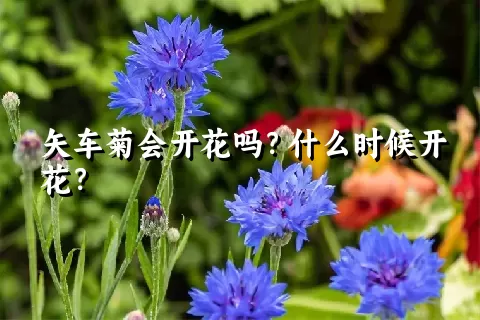 矢车菊会开花吗？什么时候开花？