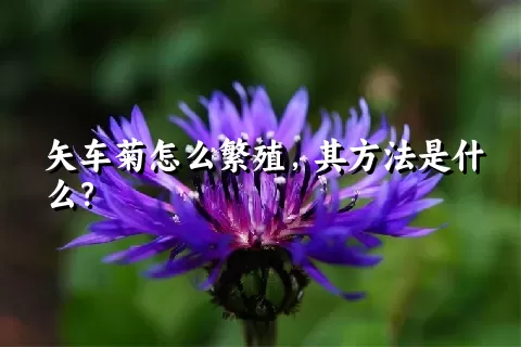 矢车菊怎么繁殖，其方法是什么？