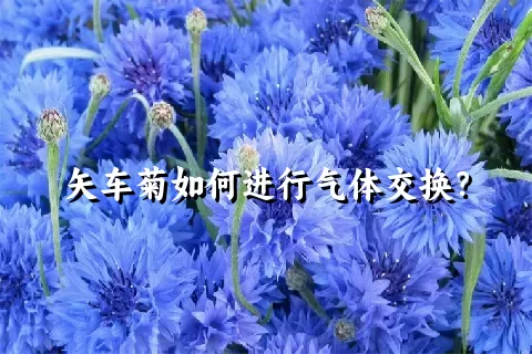 矢车菊如何进行气体交换？