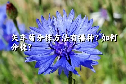 矢车菊分株方法有播种？如何分株？