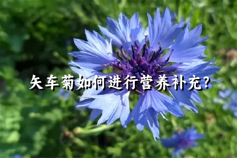 矢车菊如何进行营养补充？